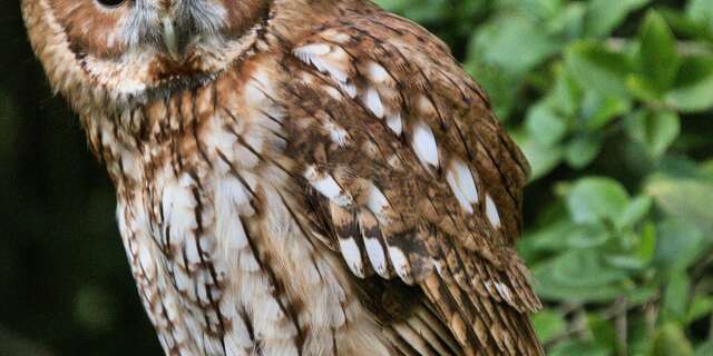 ATELIER | Chouette?! Voilà des hiboux (6-10ans)