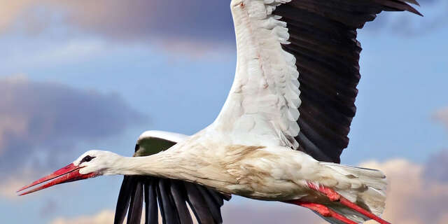 ATELIER | Les cigognes blanches (6-10ans)