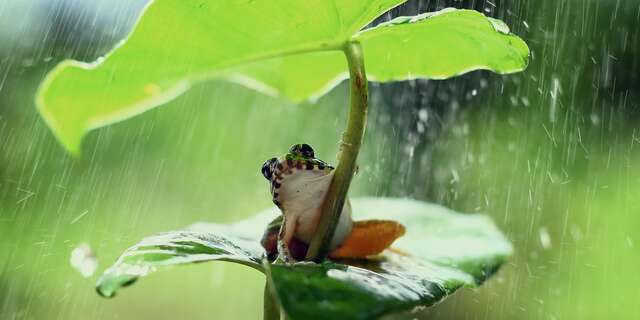 SAISON MERVEILLEUSE | Le grand voyage des amphibiens