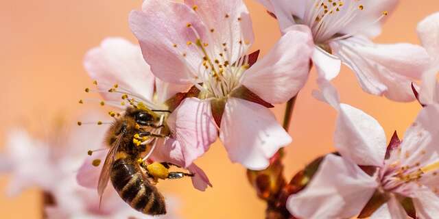 ÉVÉNEMENT | Journée de l'Abeille à Lumbres