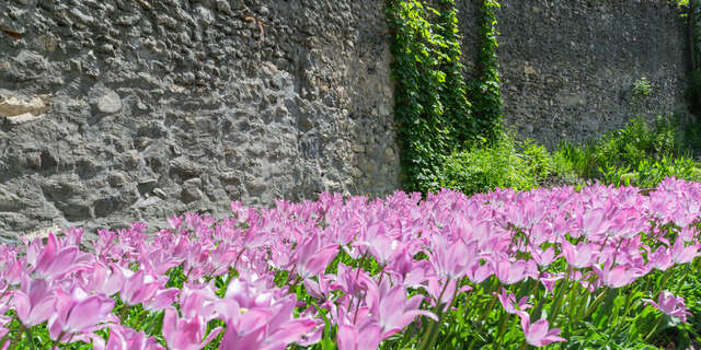 La Tulipe de Guillestre