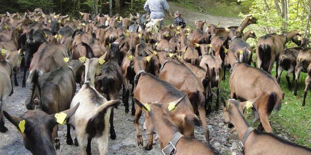 Visite à la ferme de Sommier d'Aval "Les Cabrettes"