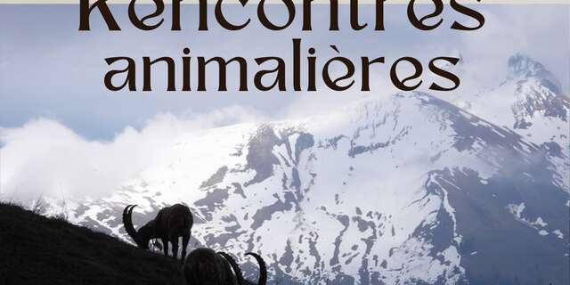 Rencontres animalières