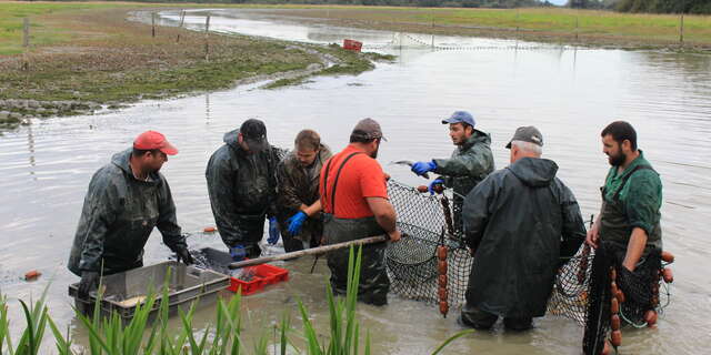Pêche d'étang commentée