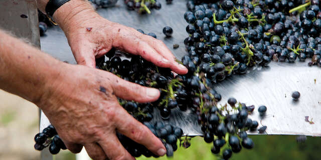 Domaine Pierre Gaillard