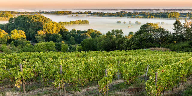 Wine Route - The wild Loire and the Angevin Corniche