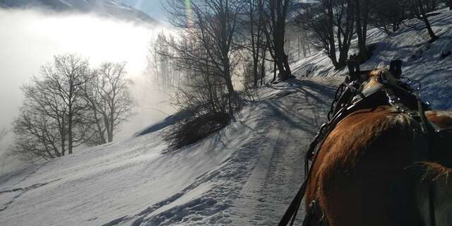 Horse-drawn sleigh rides