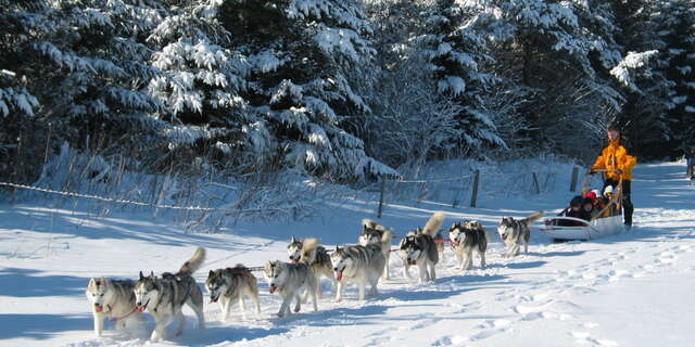 Marzoe Nature - Chiens de traineaux