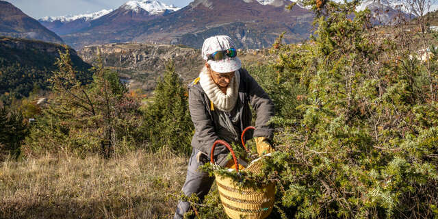 Atelier découverte et cueillette de plantes de montagne et fabrication d'un baume