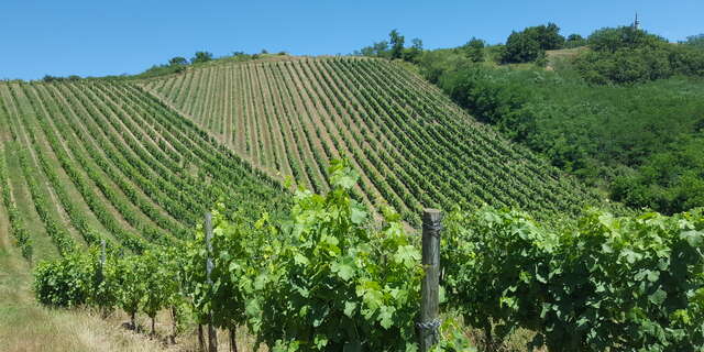 Les vins de la Madone - Gilles Bonnefoy & Damien Faure