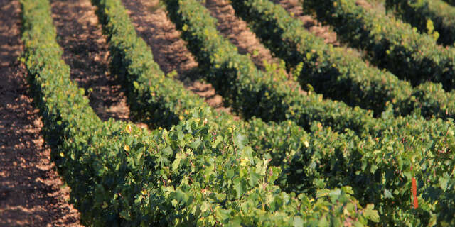 Domaine la Michelle - Nelly & Jean-François Margier