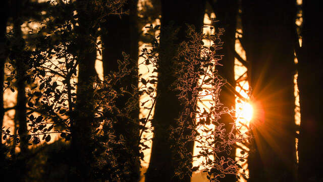 Gibenol, photographe