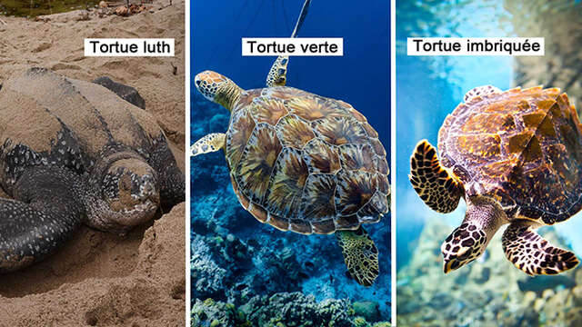 Tortue luth / Tortue verte / Tortue imbriquée