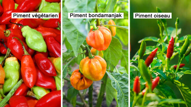 Piment végétarien / Piment bondamanjak / Piment oiseau