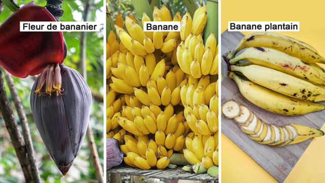 Fleur de bananier / Banane / Banane plantain