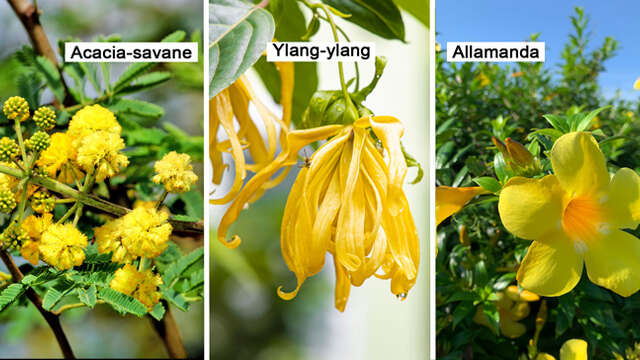 Acacia-savane / Ylang-ylang / Allamanda