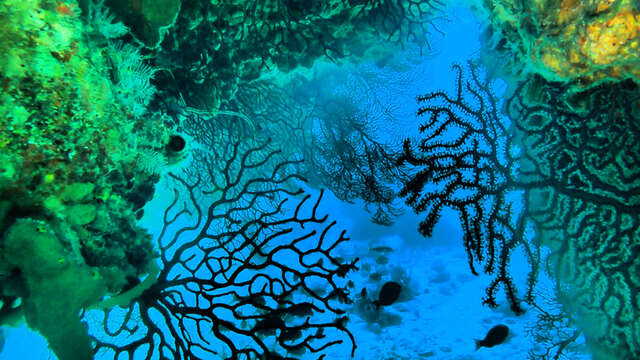 An Dlo Martinique (Diving Club)