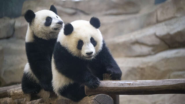 ZooParc de Beauval