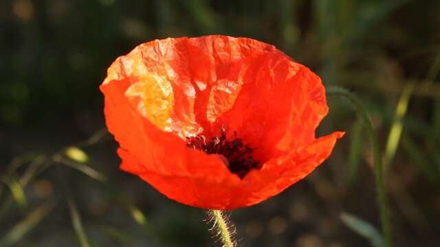 Promenade des coquelicots