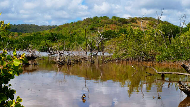 Savannah of Petrifications