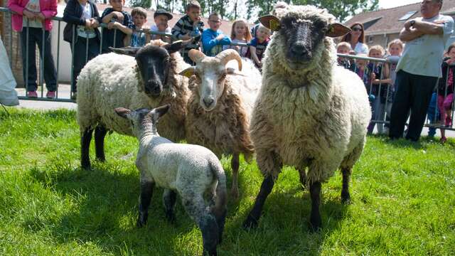 La ferme pédagogique Vernaelde