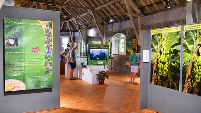 Banana Museum