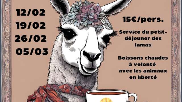 Petit-déjeuner des lamas