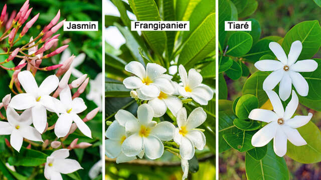 Jasmin / Frangipanier / Tiaré