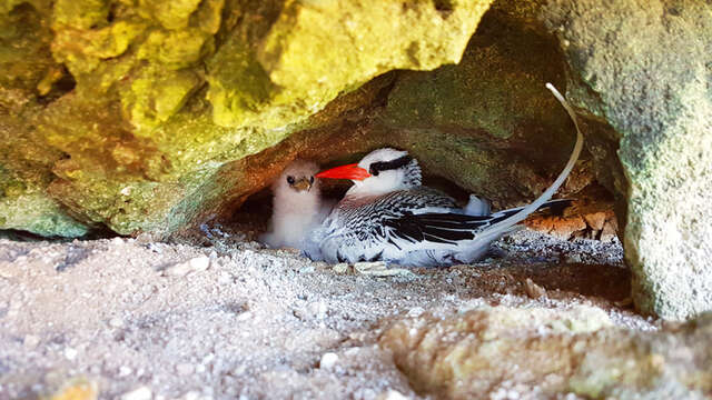 Réserve Marine A.Falco (ZPR 2)