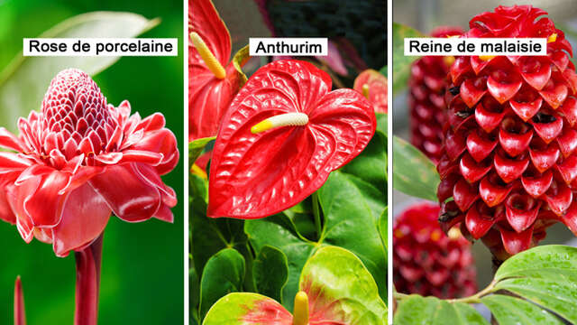 Rose de porcelaine / Anthurium / Reine de Malaisie