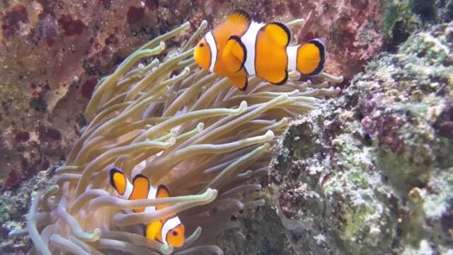 Aquarium de Dunkerque