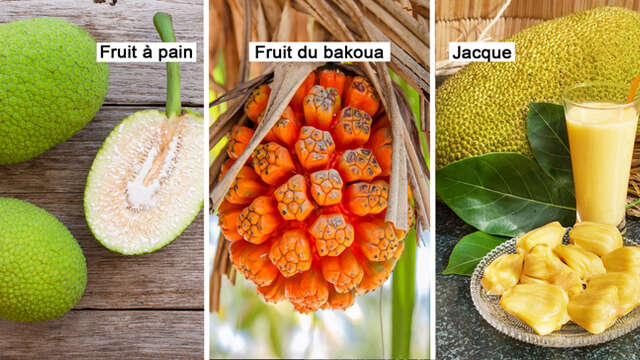 Fruit à pain / Fruit du bakoua / Jacque