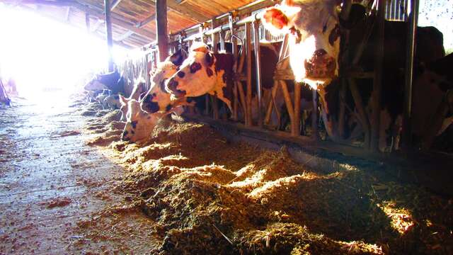 Visite de la ferme de Fonténégo