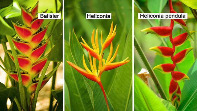 Balisier / Heliconia / Heliconia pendula