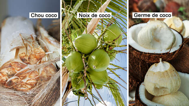 Chou coco / Noix de coco / Germe de coco