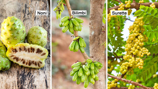 Noni / Bilimbi / Surette