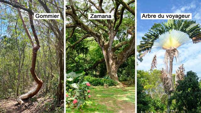 Gommier / Zamana / Arbre du voyageur