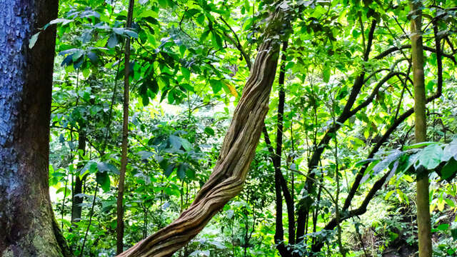 La Rivière Couleuvre