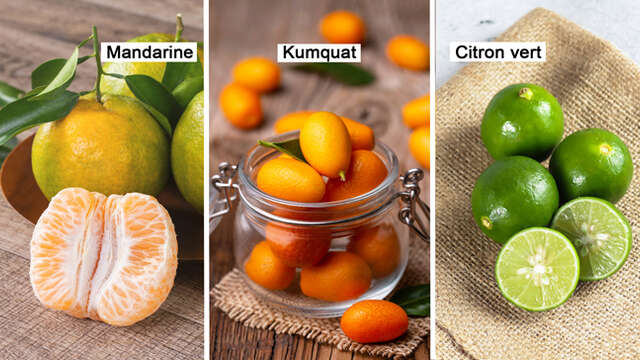 Mandarine / Kumquat / Citron vert