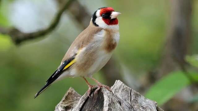 Ca chante le printemps !