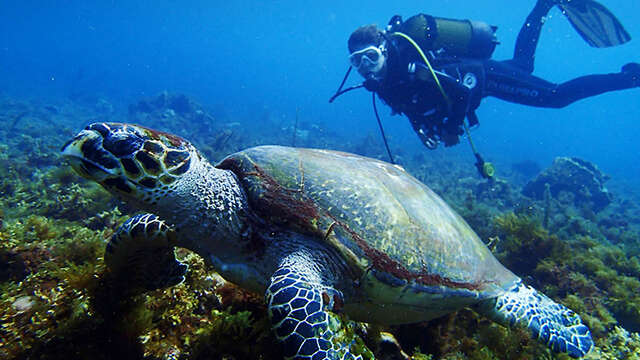 Diamant Sub Club - DSC Plongée