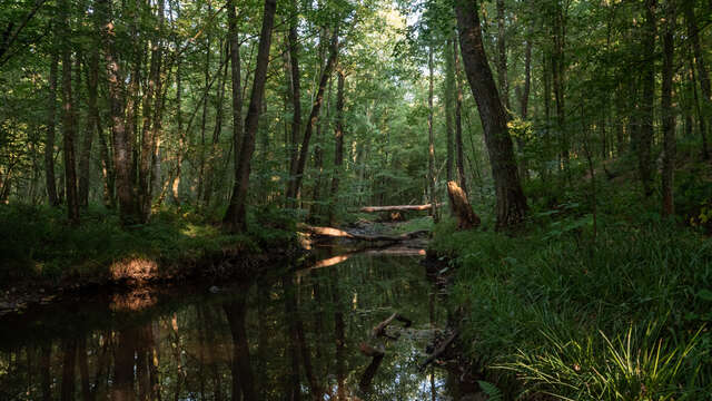 La forêt de Saint-Michel