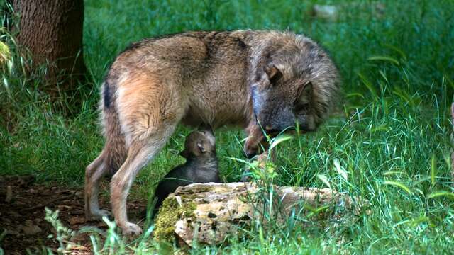 Parc Animalier de Gramat