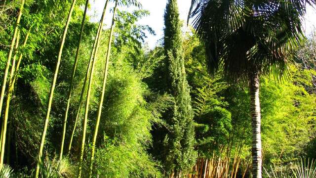 Jardin les Bambous de Planbuisson