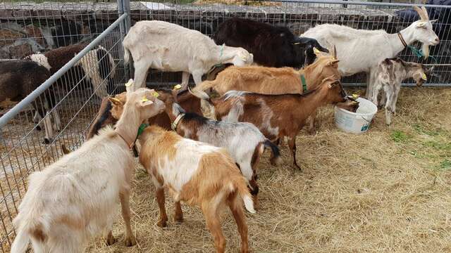 Foire aux Chèvres