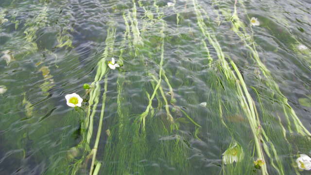Poissons migrateurs et barrage sur la Maronne, une cohabitation possible ?