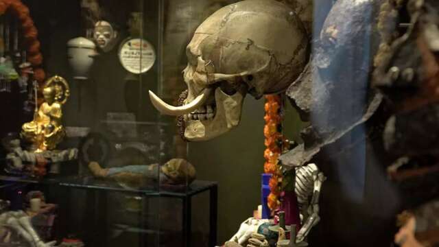 Semaine du Cerveau :  l'anatomie du temps, chroniques de modification cérébrales