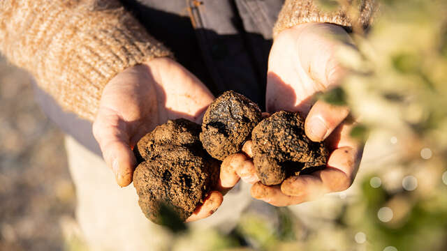 Marché de la Truffe de Souillac