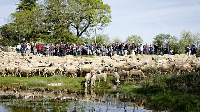 Transhumance de Rocamadour à Luzech