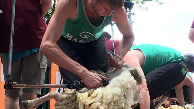 Championnat de France 2018 de Tonte de Moutons